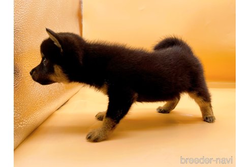 成約済の東京都の豆柴-324240の5枚目