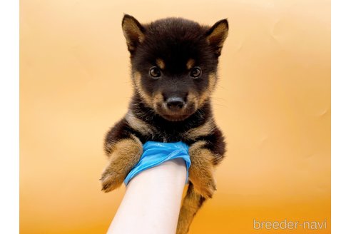 成約済の東京都の豆柴-324240の6枚目