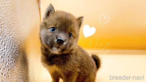 成約済の東京都の豆柴-324243の1枚目