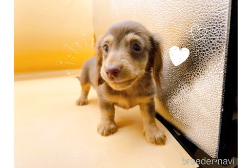 成約済の東京都のカニンヘンダックスフンド(ロングヘアード)-324249の2枚目