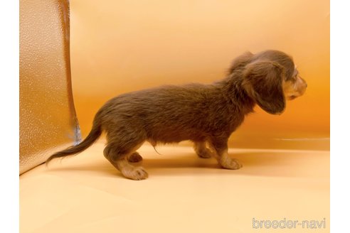 成約済の東京都のカニンヘンダックスフンド(ロングヘアード)-324249の3枚目