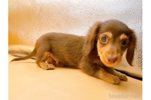 成約済の東京都のカニンヘンダックスフンド(ロングヘアード)-324249の4枚目