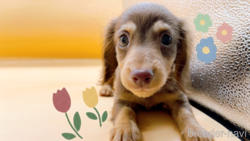 成約済の東京都のカニンヘンダックスフンド(ロングヘアード)-324249の1枚目