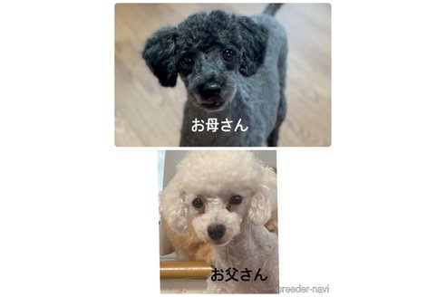 成約済の山口県のタイニープードル-324250の5枚目