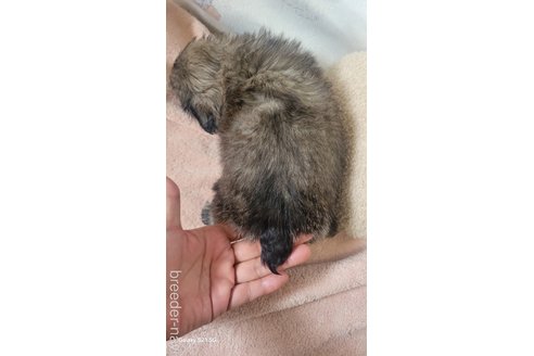 成約済の香川県のペキニーズ-323239の3枚目