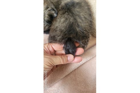 成約済の香川県のペキニーズ-323239の2枚目