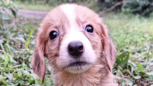 成約済の神奈川県のミックス犬-318212の1枚目