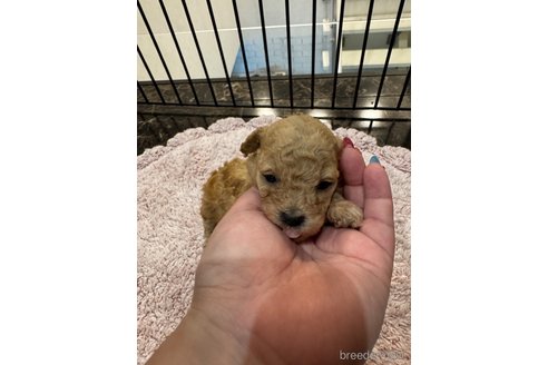 成約済の千葉県のタイニープードル-324256の20枚目