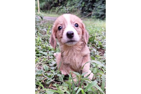 成約済の神奈川県のミックス犬-318212の6枚目