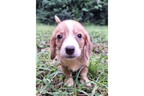 成約済の神奈川県のミックス犬-318212の5枚目