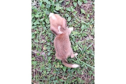 成約済の神奈川県のミックス犬-318212の2枚目
