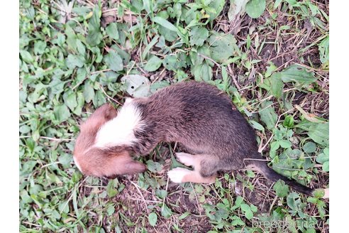 成約済の神奈川県のミックス犬-318216の6枚目