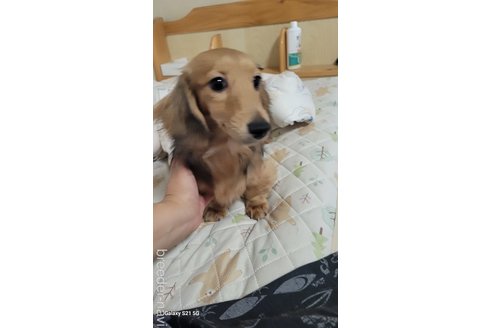 成約済の香川県のカニンヘンダックスフンド(ロングヘアード)-313940の4枚目