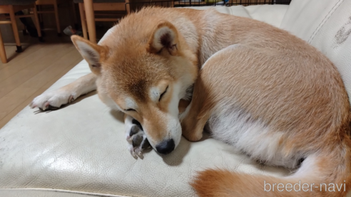 ココロちゃん1枚目