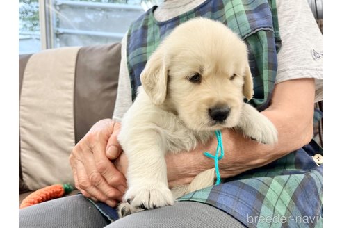 成約済の三重県のゴールデンレトリーバー-324274の3枚目
