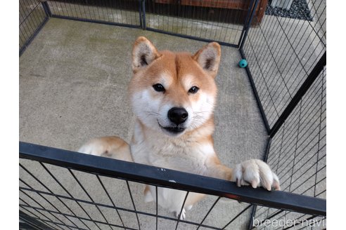 コロくん1枚目