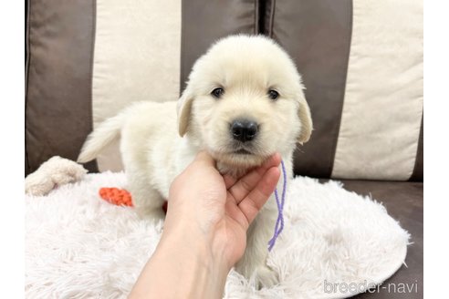 成約済の三重県のゴールデンレトリーバー-324276の4枚目