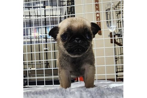 成約済の岡山県のパグ-318259の3枚目