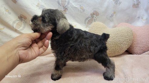 成約済の香川県のミニチュアシュナウザー-323257の3枚目