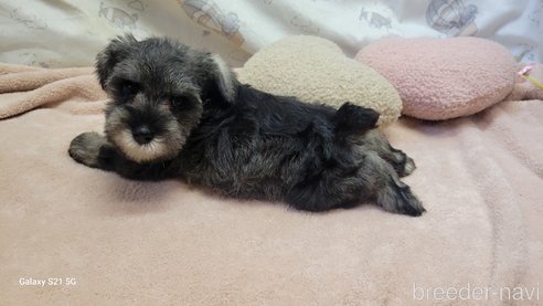 成約済の香川県のミニチュアシュナウザー-323257の2枚目