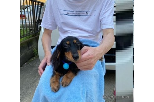 成約済の千葉県のカニンヘンダックスフンド(ロングヘアード)-319926の3枚目