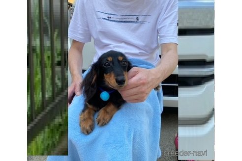 成約済の千葉県のカニンヘンダックスフンド(ロングヘアード)-319926の2枚目