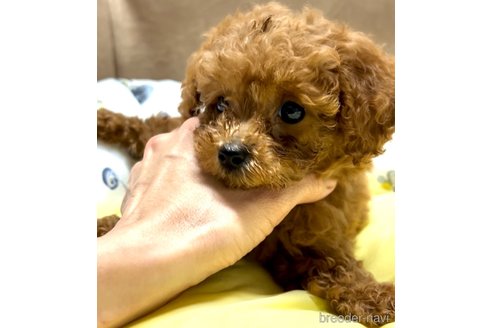 成約済の奈良県のティーカッププードル-324279の7枚目
