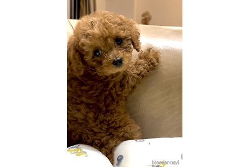 成約済の奈良県のティーカッププードル-324279の10枚目