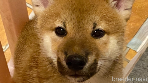 成約済の長野県の柴犬-312567