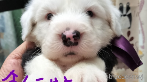 成約済の香川県のオールドイングリッシュシープドッグ-324288の1枚目