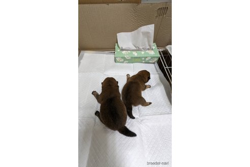 成約済の熊本県の豆柴-321371の2枚目