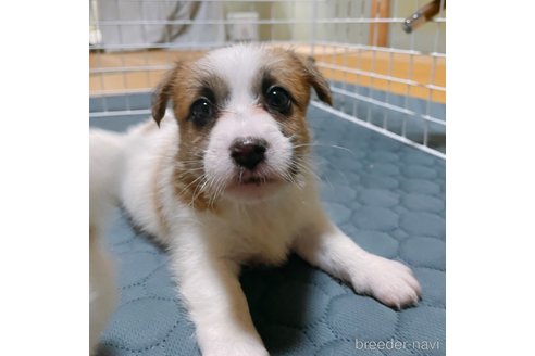 成約済の長崎県のジャックラッセルテリア-324320の4枚目