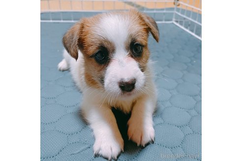 成約済の長崎県のジャックラッセルテリア-324320の3枚目