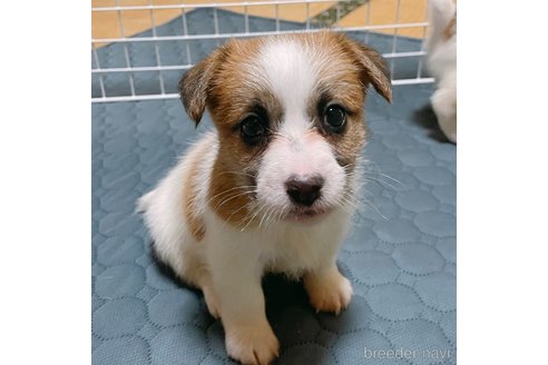 成約済の長崎県のジャックラッセルテリア-324320の2枚目