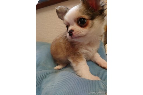 成約済の千葉県のチワワ(ロングコート)-323386の4枚目