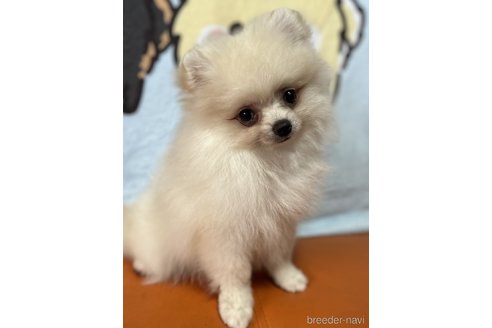成約済の大阪府のポメラニアン-324324の28枚目