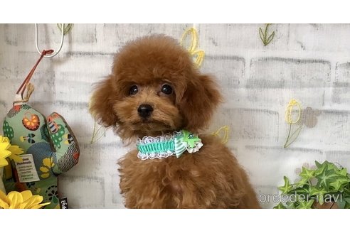 成約済の埼玉県のティーカッププードル-317623の18枚目