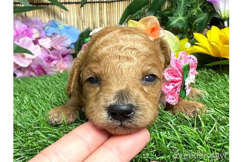 成約済の愛知県のトイプードル-322980の1枚目