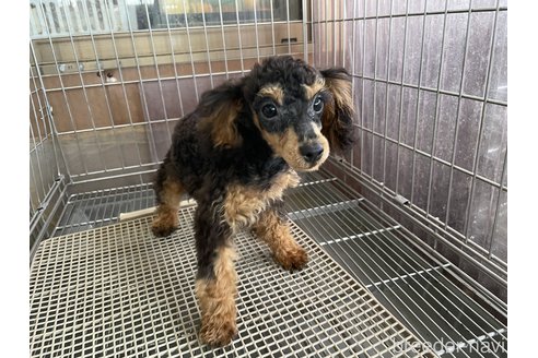 成約済の愛媛県のミックス犬-306661の2枚目