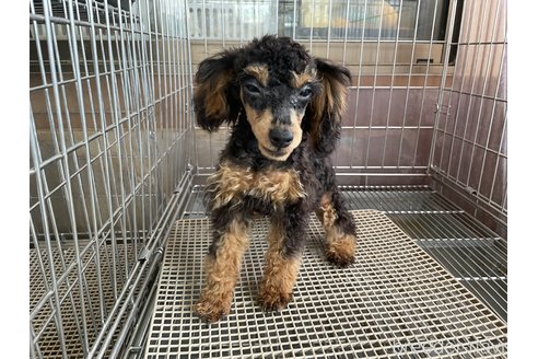 成約済の愛媛県のミックス犬-306661の1枚目