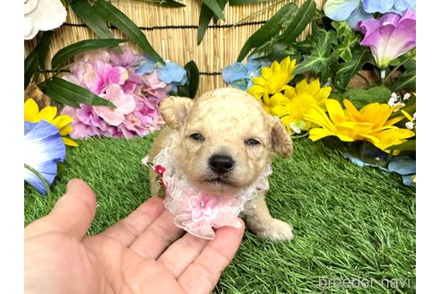 成約済の愛知県のトイプードル-322161の8枚目