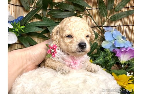 成約済の愛知県のトイプードル-322161の6枚目
