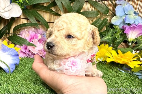 成約済の愛知県のトイプードル-322161の2枚目