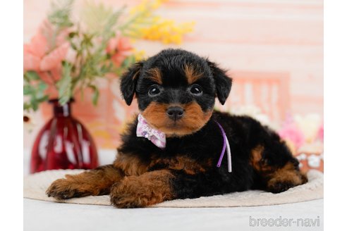 成約済の神奈川県のトイプードル-324332の7枚目