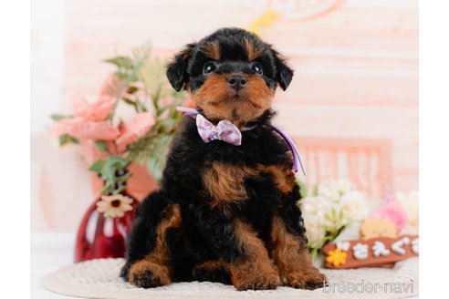 成約済の神奈川県のトイプードル-324332の8枚目