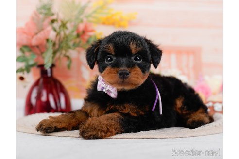 成約済の神奈川県のトイプードル-324332