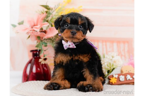 成約済の神奈川県のトイプードル-324332の3枚目