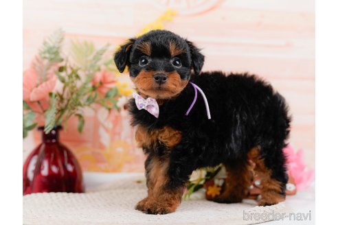 成約済の神奈川県のトイプードル-324332の5枚目