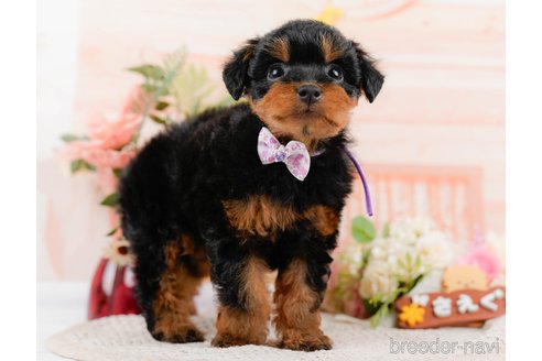 成約済の神奈川県のトイプードル-324332の4枚目