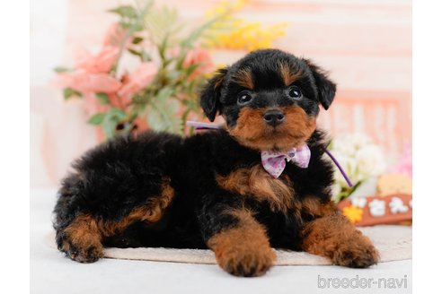 成約済の神奈川県のトイプードル-324332の6枚目